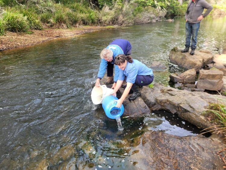 Macqurie perch stocked in Mongarlowe River