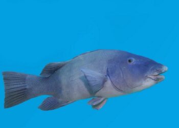 Have your say on blue groper fishing ban