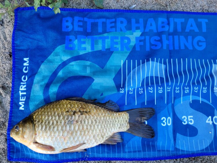 Feral goldfish removal from Vasse River