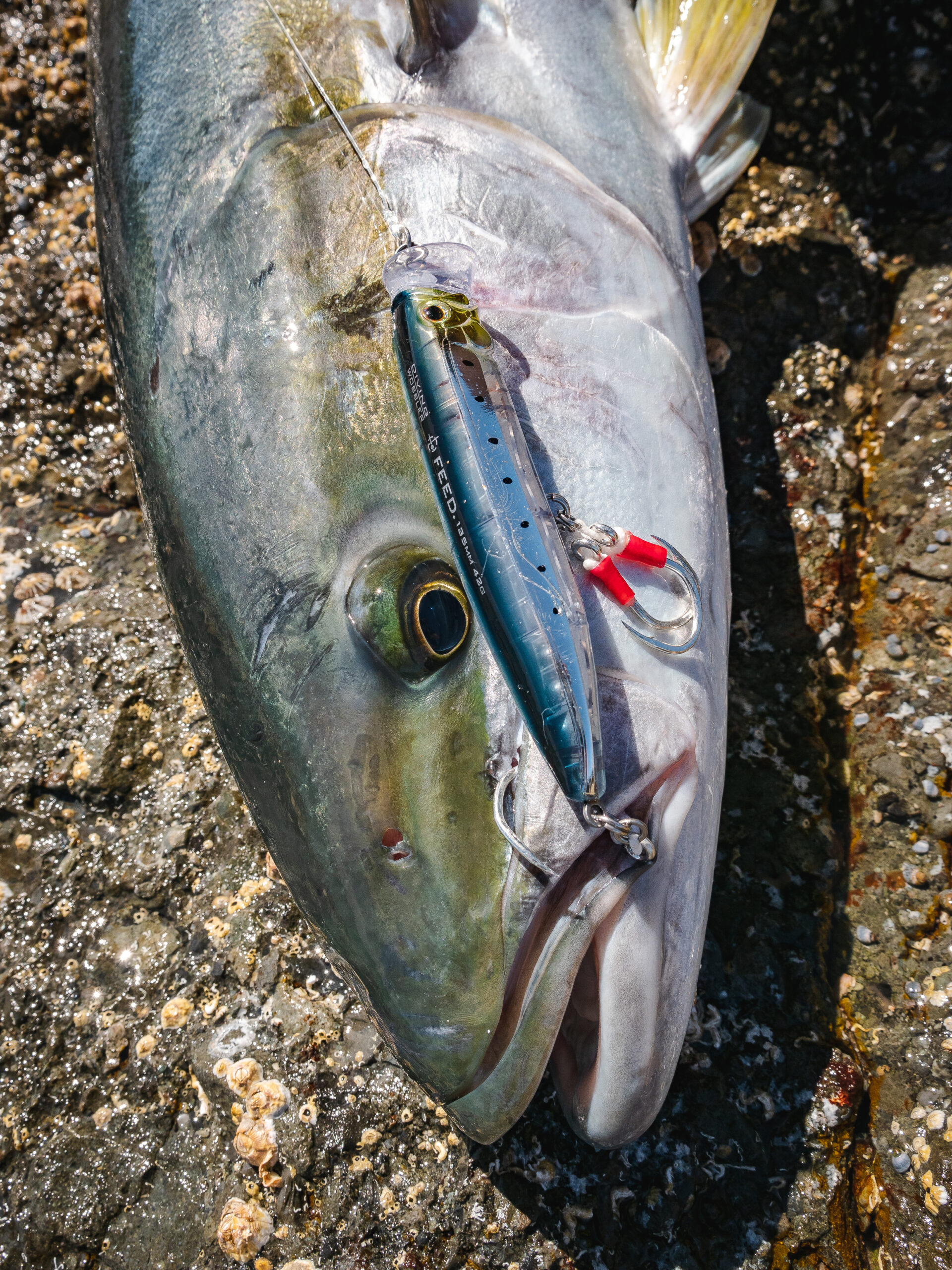 Pelagics from the rocks - Fishing World Australia