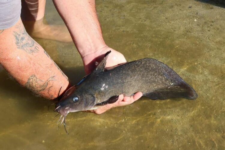 Huge catfish population boost across Victoria