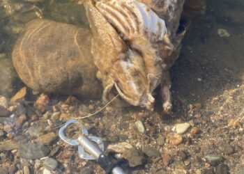 Dead Murray cod found with lip grippers