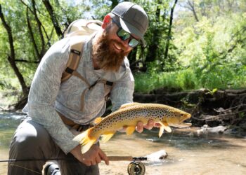 Blue Mountains trout
