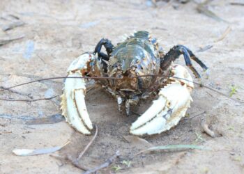 Murray crayfish season to open in NSW
