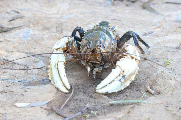 Murray crayfish season to open in NSW