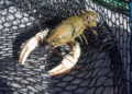 Victoria Murray spiny crayfish season opens