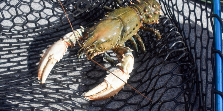 Victoria Murray spiny crayfish season opens