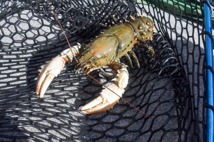 Victoria Murray spiny crayfish season opens
