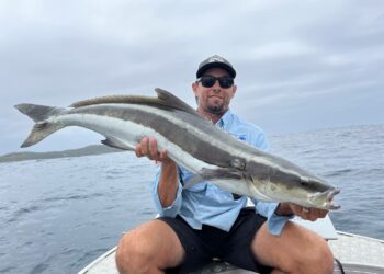 Tagged cobia sets record distance