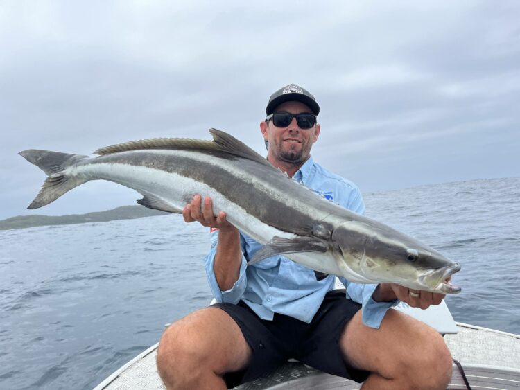 Tagged cobia sets record distance