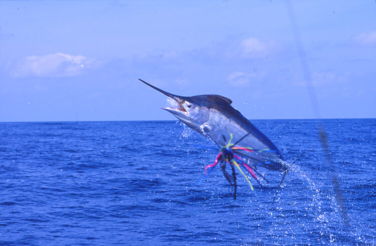 Marlin lure hooks