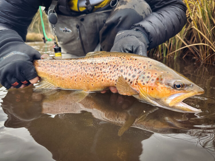 Trout season ends June long weekend