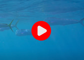 Spearfishing for Mahi