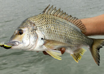 Bream Rigs