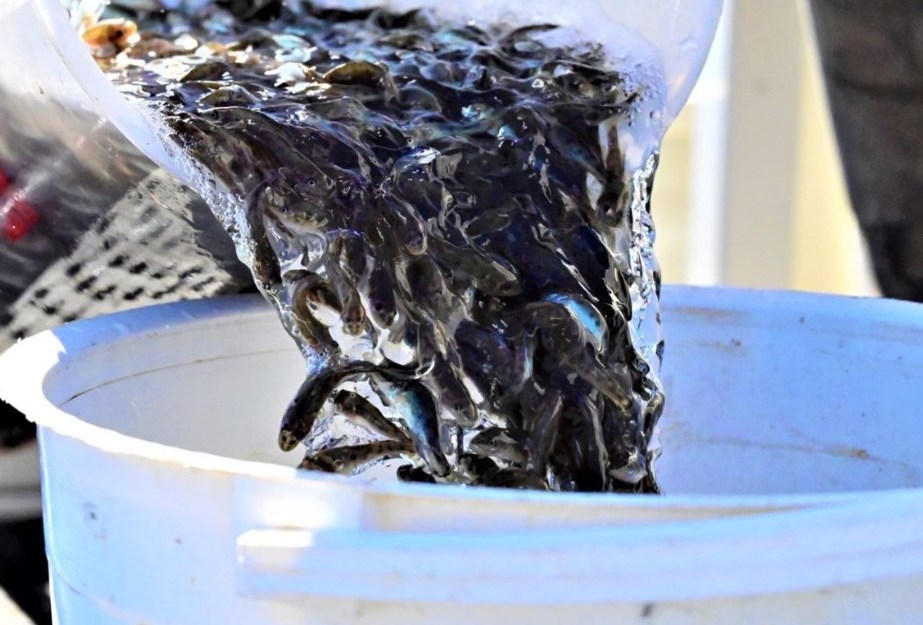 Freshwater fish stocking feedback - Fishing World Australia