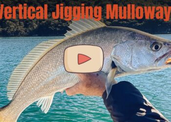 Winter mulloway secrets