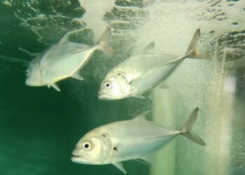 Trevally trial for Queensland dams
