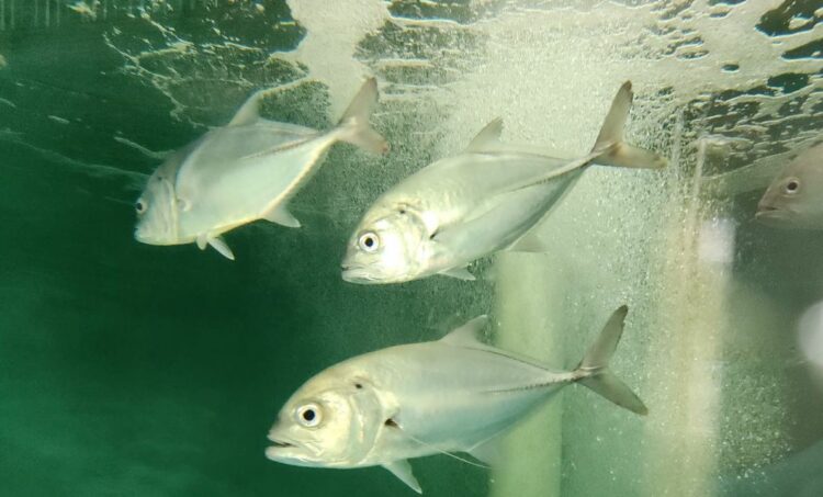 Trevally trial for Queensland dams