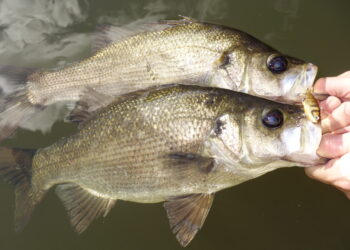 Bass and EP season is back