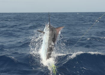 Pakula Lumo Sprocket: What a magic lure