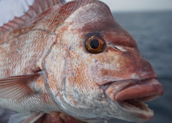 Fishing comps exempt from Animal Welfare Bill