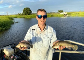Barramundi booming in restored Mackay wetlands 