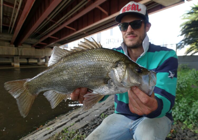 Urban estuary perch