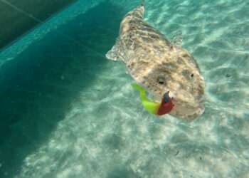 Flathead species of Australia