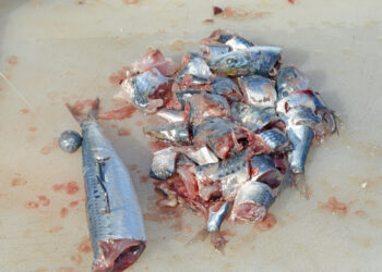 Modifying your baits, lures, and rigs