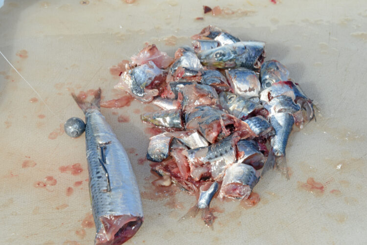 Modifying your baits, lures, and rigs