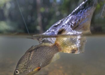 North Queensland jungle perch