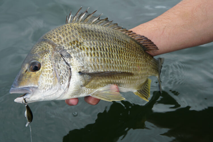 Estuary fishing basics