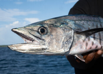 Are leaders essential?