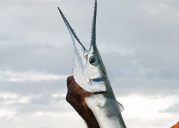 Italian surfer dies in needlefish incident