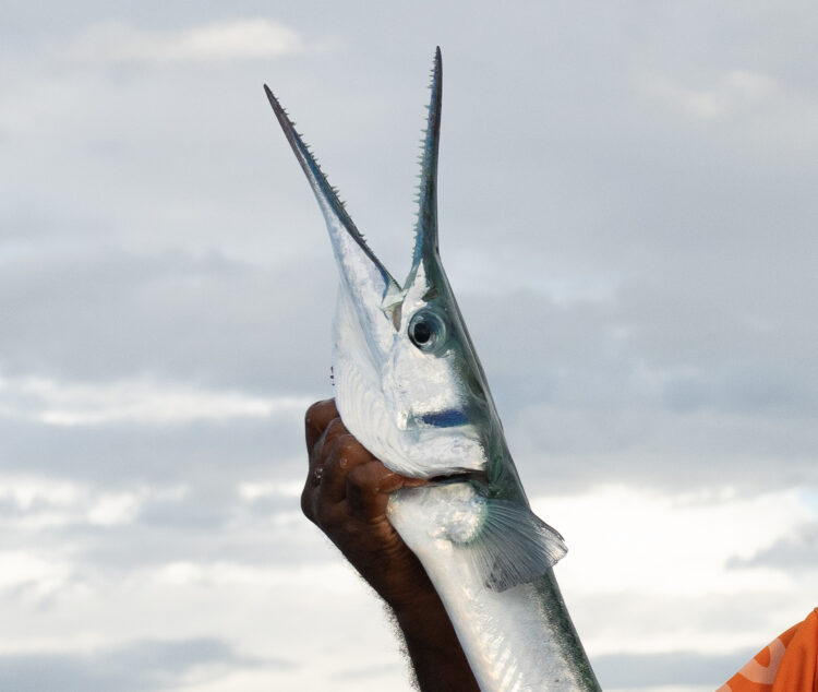 Italian surfer dies in needlefish incident