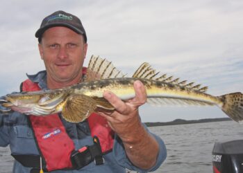 Victorian dusky flathead