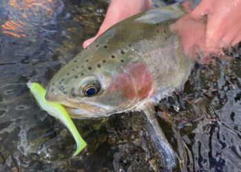 Catching trout on soft plastics