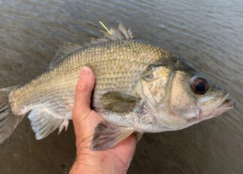 Win $10k in Victoria’s Golden Tag competition