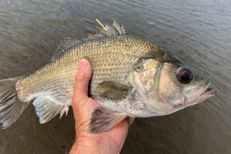 Win $10k in Victoria’s Golden Tag competition