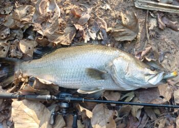 Fishing the Gulf of Carpentaria