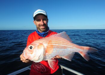 South Australian red snapper