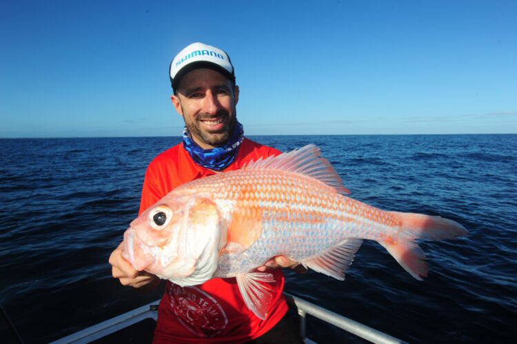 South Australian red snapper