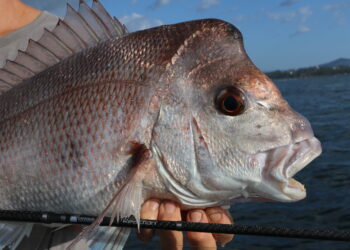 Samurai Reaction rod review