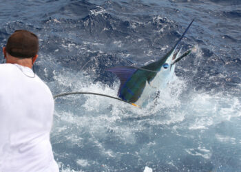 Small Boats, Big Marlin