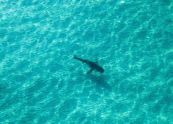 Study reveals shark numbers increasing