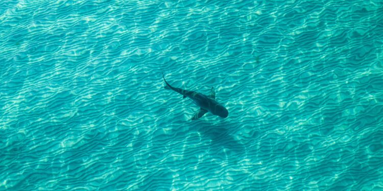 Study reveals shark numbers increasing