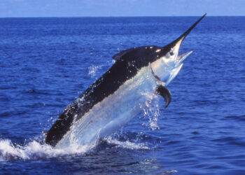 Cairns marlin season wrap-up