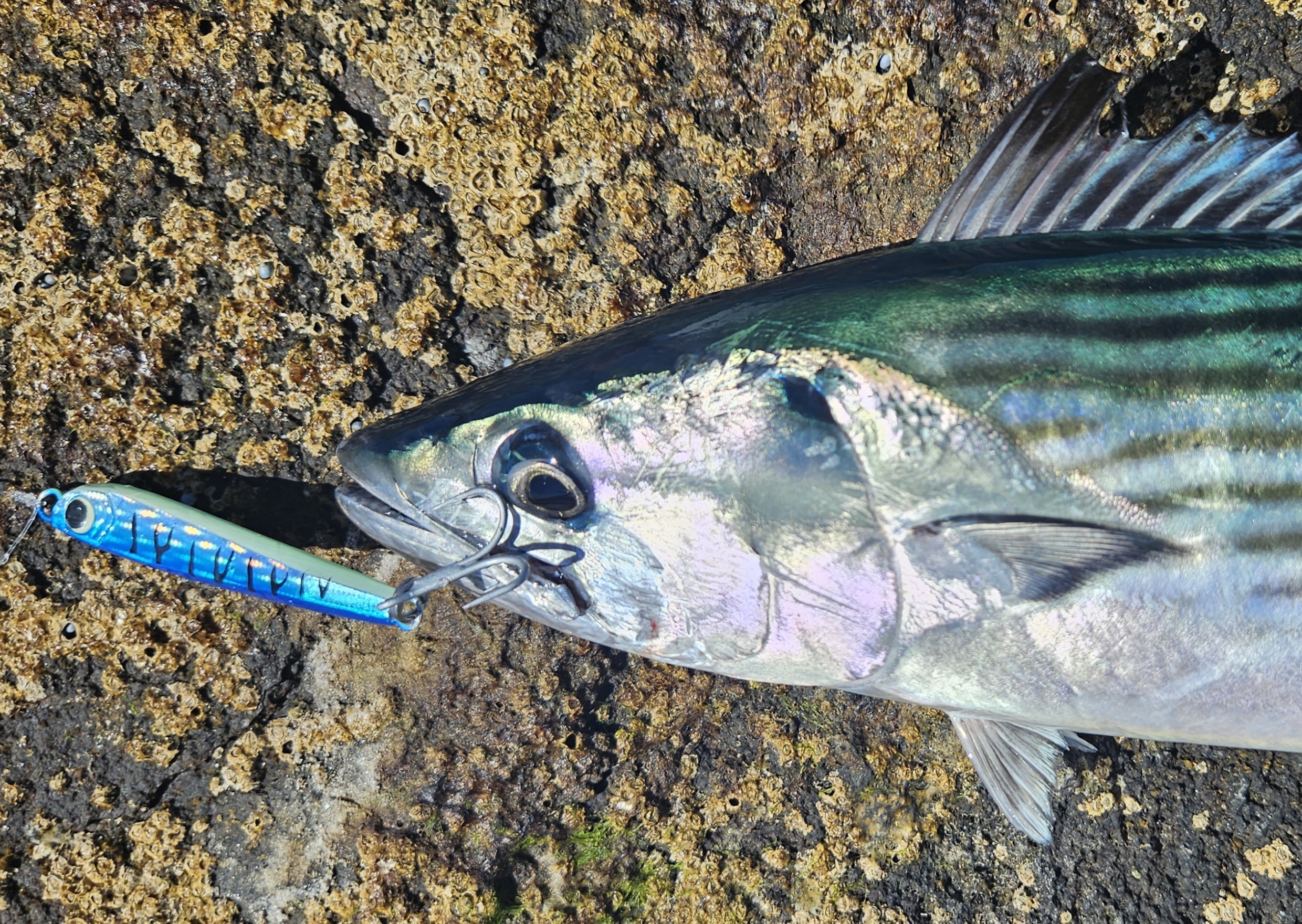 South Coast bonito - Fishing World Australia South Coast bonito - Fishing World Australia