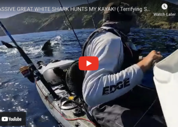Great white shark stalks kayak angler