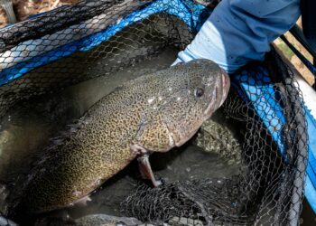 Rescued Murray cod returned to Macquarie River